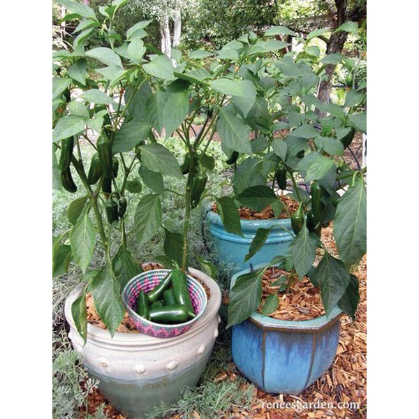 Vegetable Seed, Renee's Garden, Container Chile Peppers Early Flame Jalapenos, 0.18 g Pack - 2