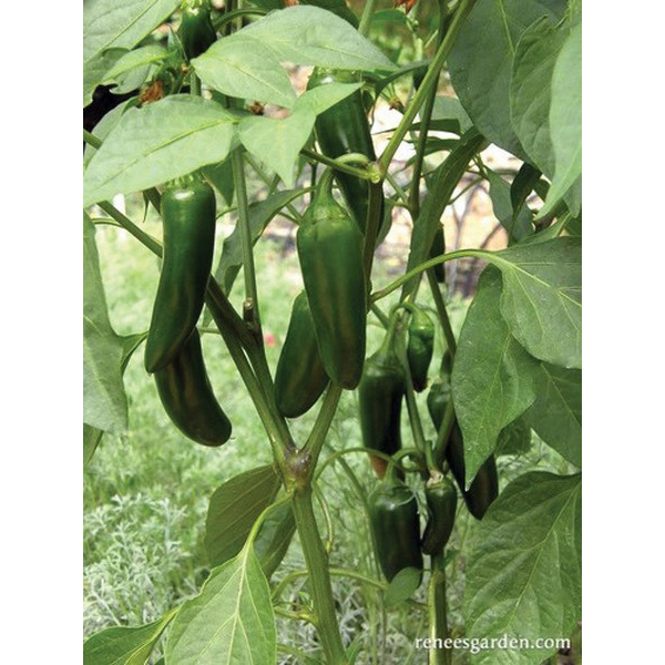 Vegetable Seed, Renee's Garden, Container Chile Peppers Early Flame Jalapenos, 0.18 g Pack - 3
