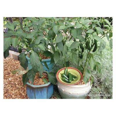 Vegetable Seed, Renee's Garden, Container Chile Peppers Early Flame Jalapenos, 0.18 g Pack - 5