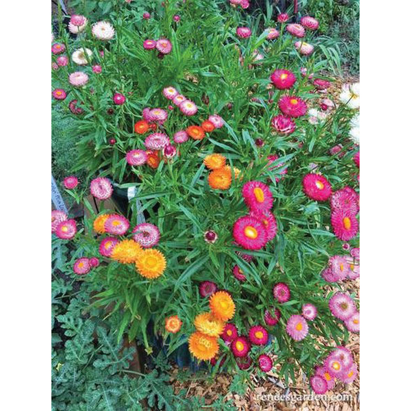 Renee's Garden 'Rainbow Bouquet' Dwarf Strawflower