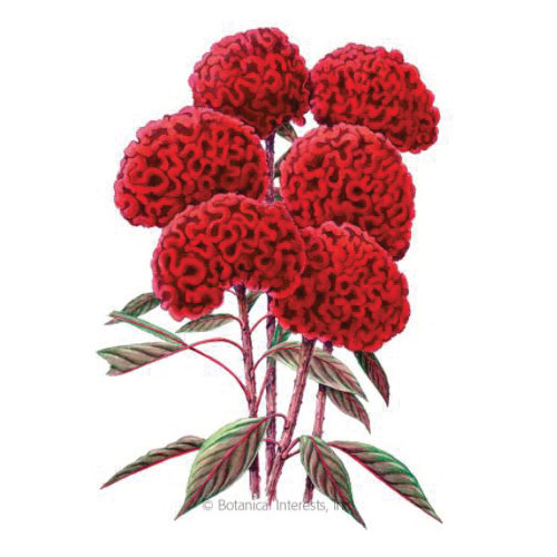 Botanical Interests 2000 Organic Celosia Seed, Celosia Argentea Var Cristata, Summer to Fall Bloom, Chief Red Bloom