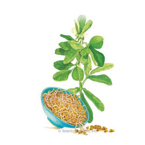Botanical Interests 7805 Sprout Seed, Fenugreek, Trigonella Foenum-Graecum, 20 g