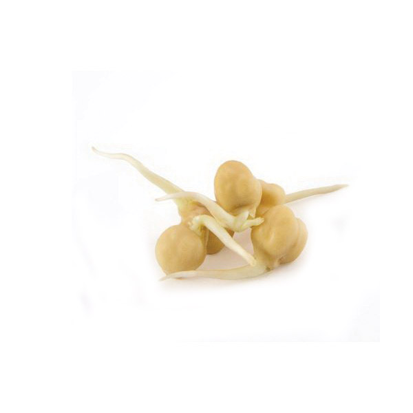 Botanical Interests 7809 Sprout Seed, Garbanzo Bean, Cicer Arietinum, 50 g