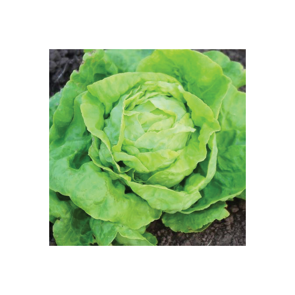 Vegetable Seed, Territorial Seed, Victoria Lettuce, Lactuca Sativa, February to October Planting - 2