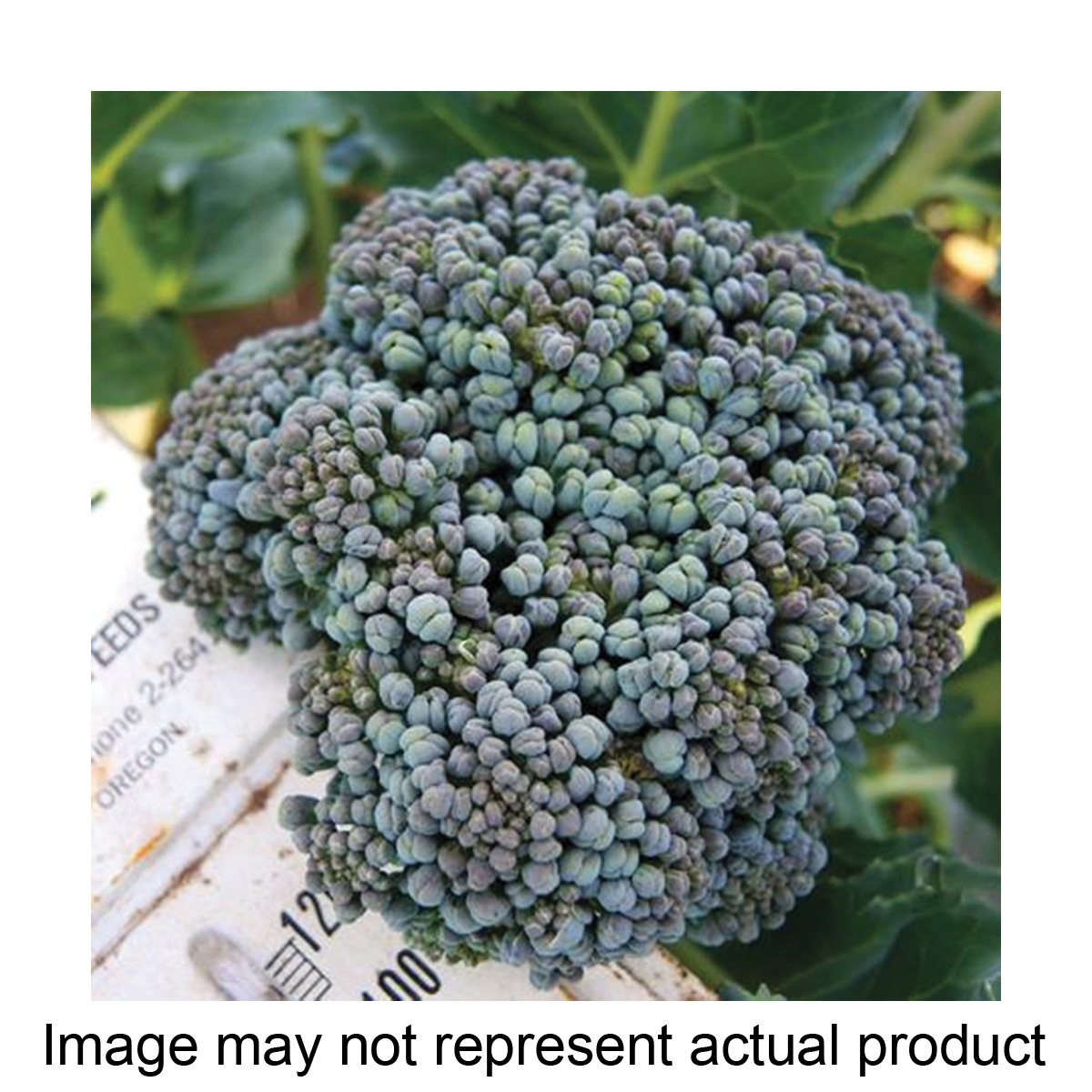 Territorial Seed BR102L