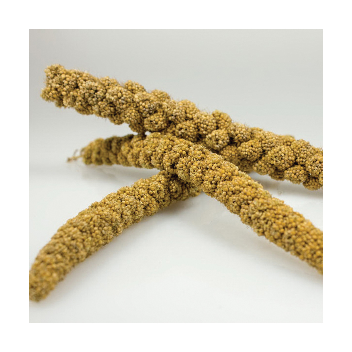 Sunseed 10941