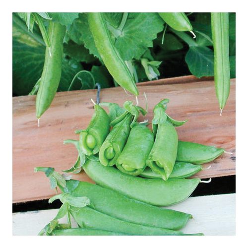 Vegetable Seed, Territorial Seed, Peas, Pisum Sativum, Winter Harvest, 1 oz - 2
