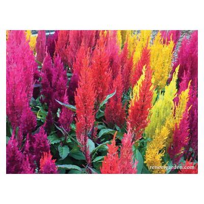Flower Seed, Renee's Garden, Celosia Argentea Plumosa, Rainbow Plume Celosia Hippie Tie Dye, Fall, Summer Bloom - 2