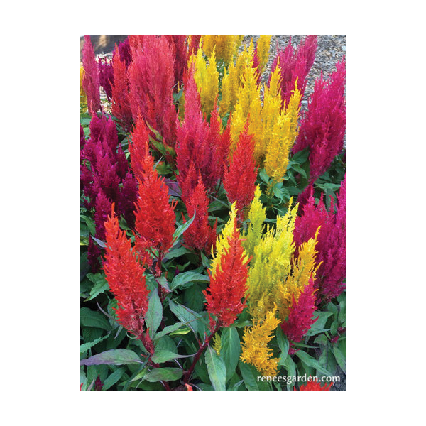 Flower Seed, Renee's Garden, Celosia Argentea Plumosa, Rainbow Plume Celosia Hippie Tie Dye, Fall, Summer Bloom - 3