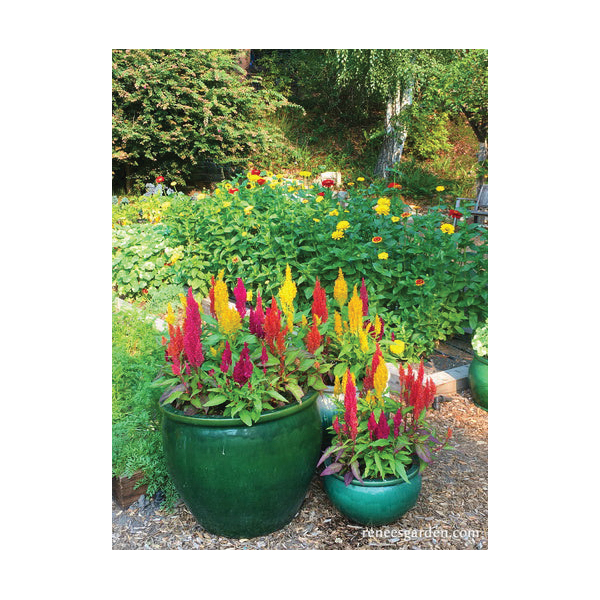 Flower Seed, Renee's Garden, Celosia Argentea Plumosa, Rainbow Plume Celosia Hippie Tie Dye, Fall, Summer Bloom - 4