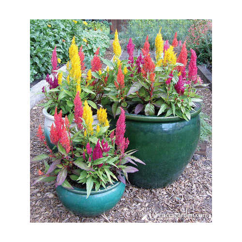 Flower Seed, Renee's Garden, Celosia Argentea Plumosa, Rainbow Plume Celosia Hippie Tie Dye, Fall, Summer Bloom - 5