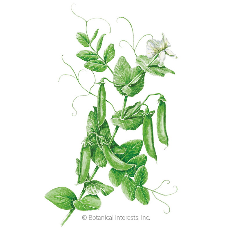 Botanical Interests 3218 Vegetable Seed, Cascadia Snap Pea, Pisum Sativum, Fall, Winter Harvest, 15 g