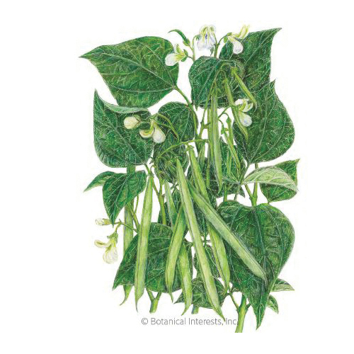 Botanical Interests 7382 Jade Bush Snap Bean Seeds, Phaseolus Vulgaris, 50 g