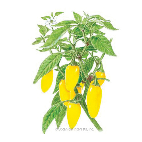 Botanical Interests 3098 NuMex Lemon Spice Jalapeno Chile Pepper Seeds, Capsicum Annuum
