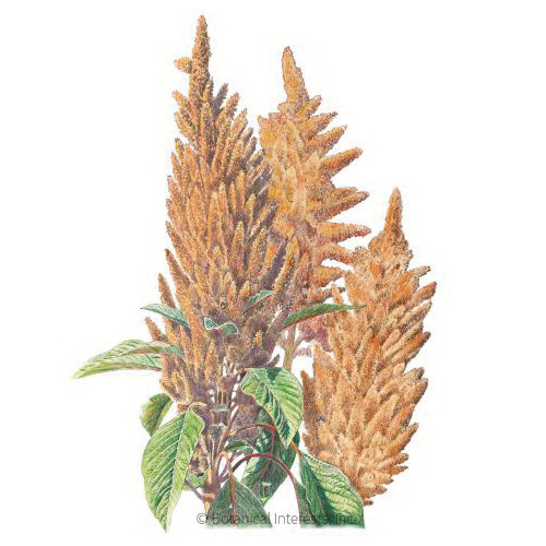 Botanical Interests 1340 Flower Seed, Hot Biscuits Amaranth, Amaranthus Cruentus, Summer to Frost Bloom, Caramel Bloom