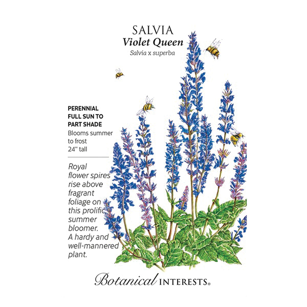Botanical Interests 1341 Flower Seed, Violet Queen Salvia, Salvia x Superba, Summer to Frost Bloom, Violet Bloom, 150 mg