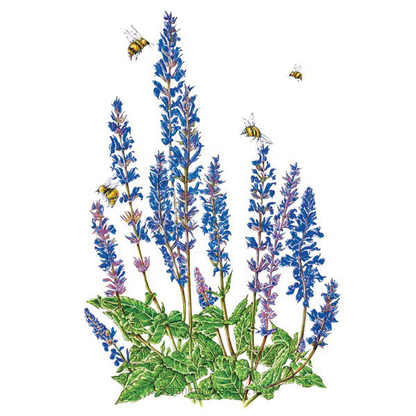 Botanical Interests 1341 Flower Seed, Violet Queen Salvia, Salvia x Superba, Summer to Frost Bloom, Violet Bloom, 150 mg