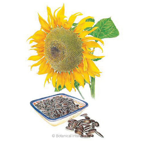 Botanical Interests 2066 Flower Seed, Mongolian Giant Sunflower, Helianthus Annuus, Summer Bloom, Yellow Bloom, 4 g