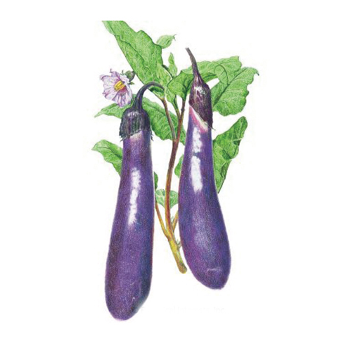 Botanical Interests 3095 Long Purple Heirloom Eggplant Seeds, Solanum Melongena, 300 mg