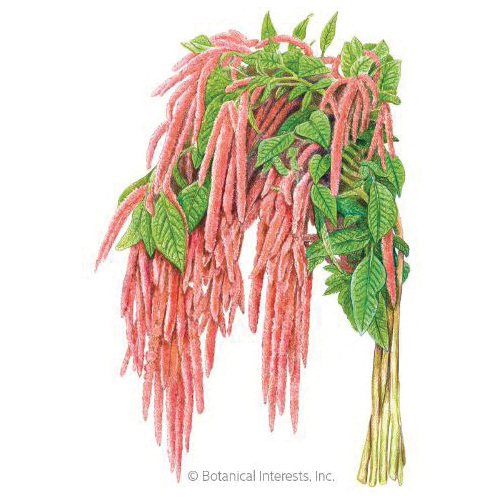 Botanical Interests 1339 Flower Seed, Coral Fountain Love-Lies-Bleeding Amaranth, Amaranthus Caudatus, Coral-Pink Bloom