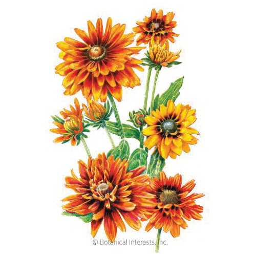 Botanical Interests 1338 Flower Seed, Cherokee Sunset Black-Eyed Susan, Rudbeckia Hirta, Summer to Frost Bloom
