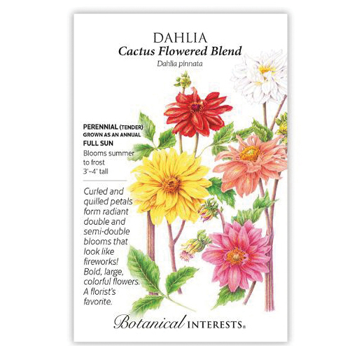 Botanical Interests 1351 Flower Seed, Cactus Flowered Blend Dahlia, Dahlia Pinnata, Summer to Frost Bloom, 400 mg