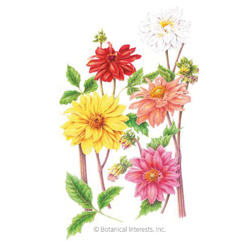 Botanical Interests 1351 Flower Seed, Cactus Flowered Blend Dahlia, Dahlia Pinnata, Summer to Frost Bloom, 400 mg
