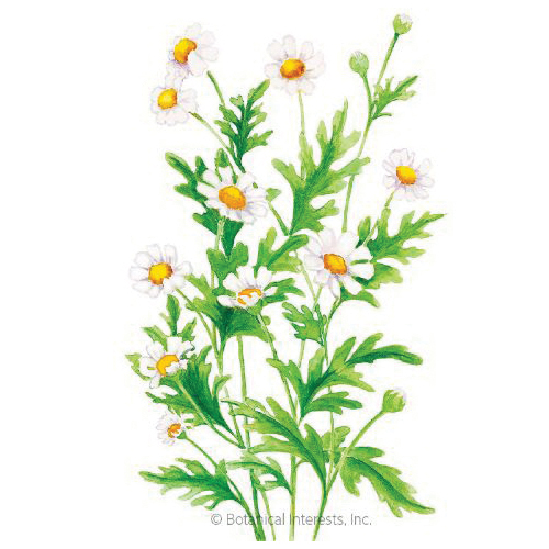 Botanical Interests 1346 Flower Seed, Feverfew, Tanacetum Parthenium, Summer to Frost Bloom, White/Yellow Bloom, 200 mg