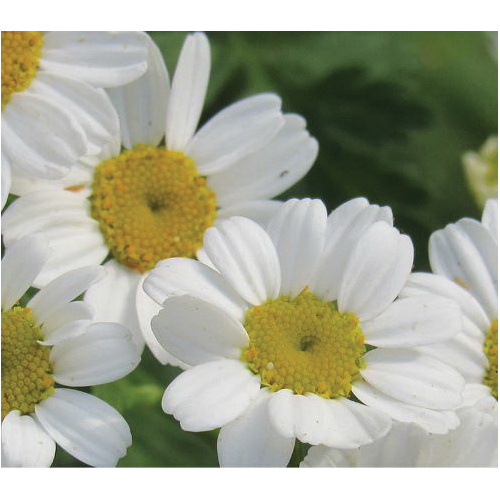 Botanical Interests 1346 Flower Seed, Feverfew, Tanacetum Parthenium, Summer to Frost Bloom, White/Yellow Bloom, 200 mg