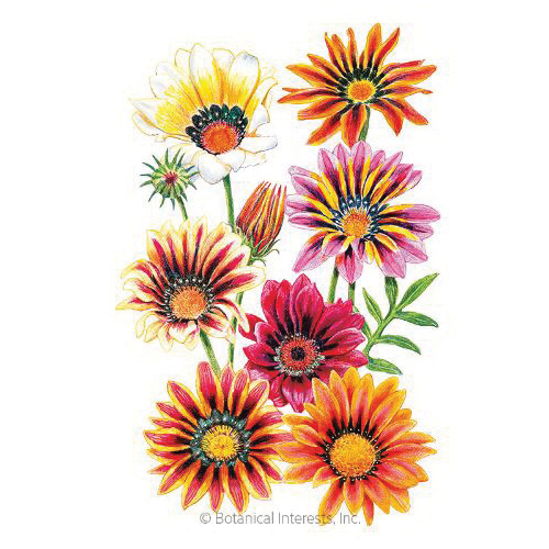 Botanical Interests 1335 Flower Seed, Sunshine Blend Gazania, Gazania Rigens, Summer to Frost Bloom, 250 mg
