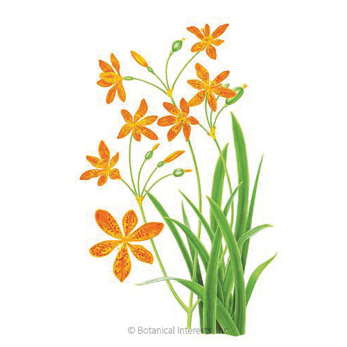 Botanical Interests 1352 Flower Seed, Blackberry Lily, Iris Domestica, Summer Bloom, Red/Vibrant Orange Bloom