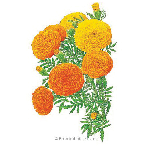 Botanical Interests 2059 Flower Seed, Crackerjack African Marigold, Tagetes Erecta, Summer to Frost Bloom, 500 mg