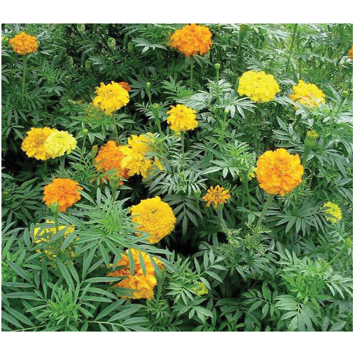 Botanical Interests 2059 Flower Seed, Crackerjack African Marigold, Tagetes Erecta, Summer to Frost Bloom, 500 mg
