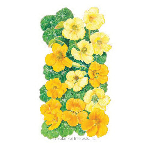 Botanical Interests 1336 Flower Seed, Butterscotch Nasturtium, Tropaeolum Majus, Late Spring to Frost Bloom, 3 g