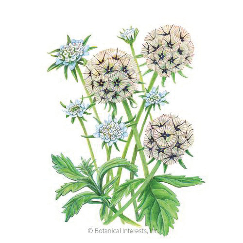 Botanical Interests 1334 Flower Seed, Starflower Scabiosa or Pincushion Flower, Lomelosia Stellata, 1 g