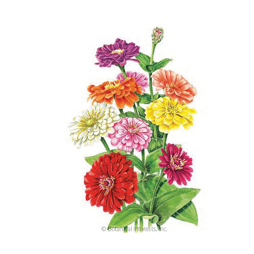 Botanical Interests 7507 Flower Seed, Benary's Giant Blend Zinnia, Zinnia Elegans, Summer to Frost Bloom, 1.5 mg