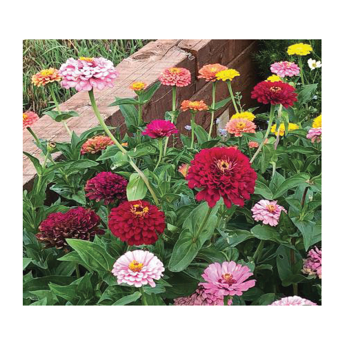 Botanical Interests 7507 Flower Seed, Benary's Giant Blend Zinnia, Zinnia Elegans, Summer to Frost Bloom, 1.5 mg