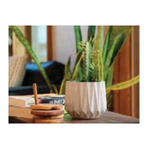 Ph Garden IC-0231PCC-C12