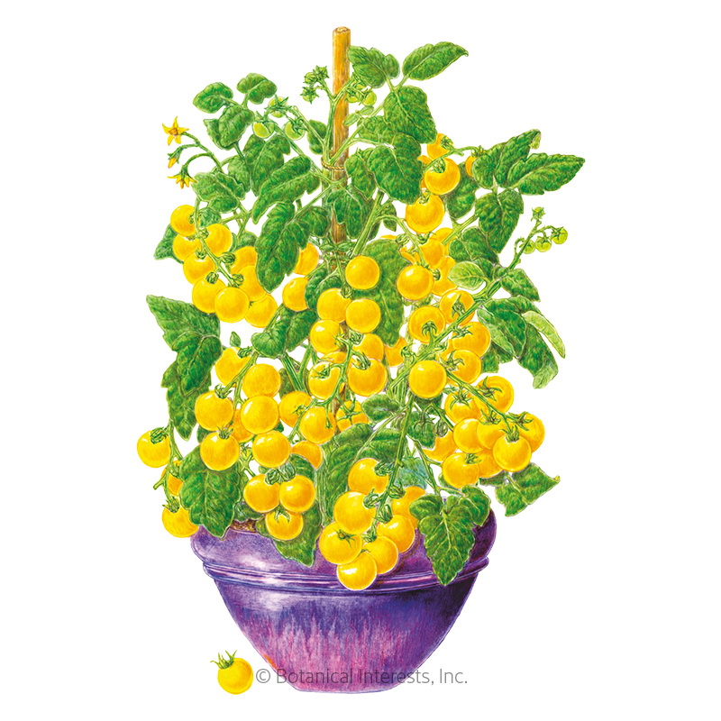 Botanical Interests 0111 Vegetable Seed, Yellow Bush Cherry Tomato, Solanum Lycopersicum, 20 Count Pack