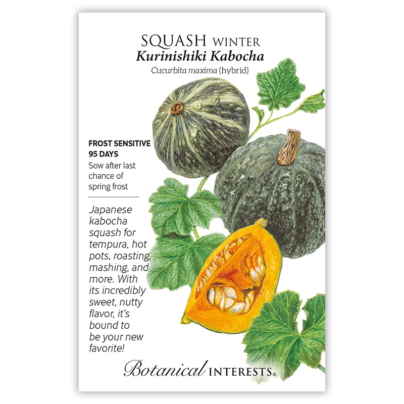 Botanical Interests 0112 Vegetable Seed, Kurinishiki Kabocha Winter Squash, Cucurbita Maxima, 10 Count Pack