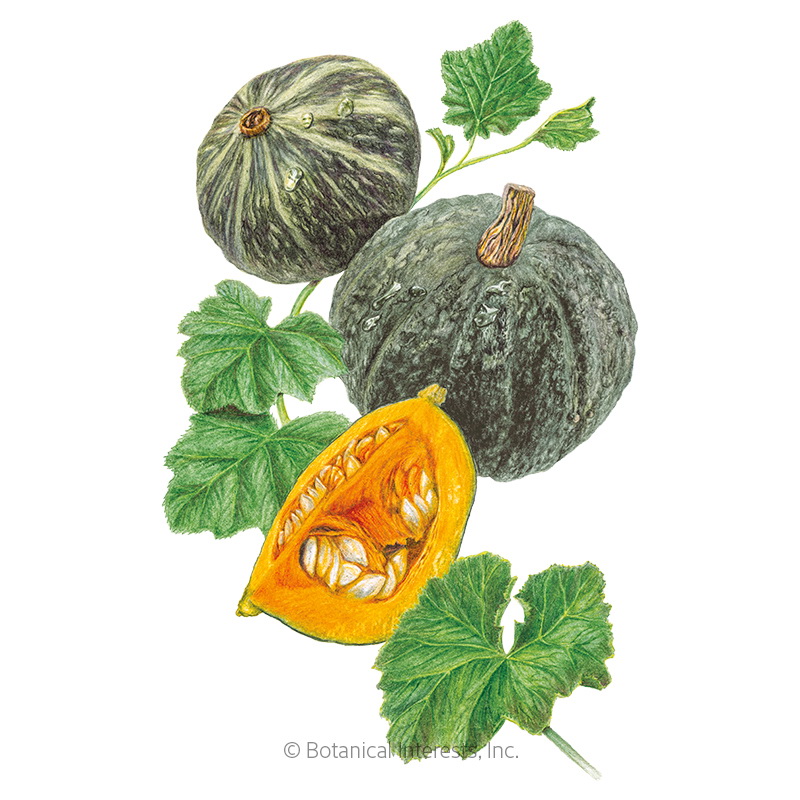 Botanical Interests 0112 Vegetable Seed, Kurinishiki Kabocha Winter Squash, Cucurbita Maxima, 10 Count Pack