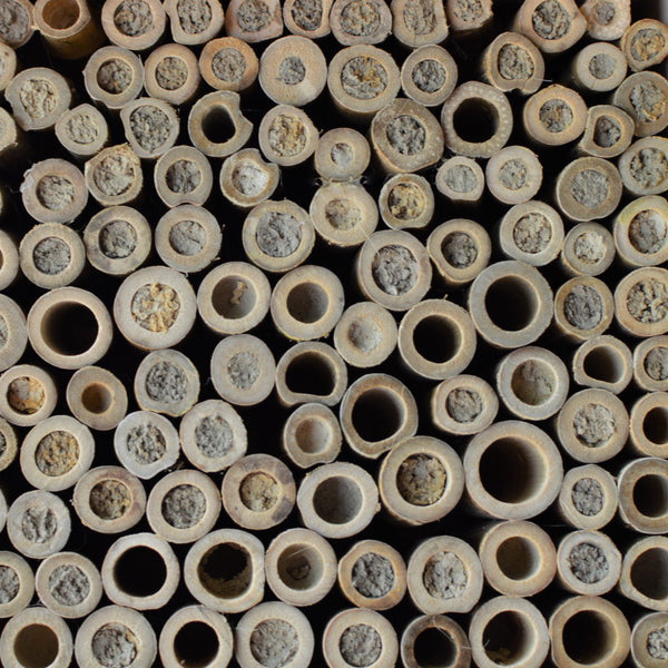 Nature's Way PWH9 Bee Barn, 6.9 in W, 11 in H, Bamboo - 3