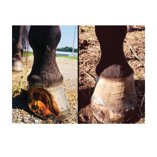 Formula 1 NONI F10045 103511147 IFA