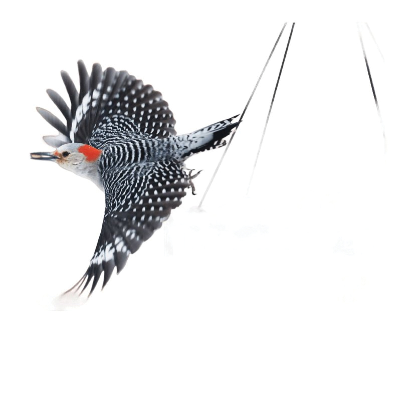 Feathered Friend 14390 Birdsnack, 5 lb - 3