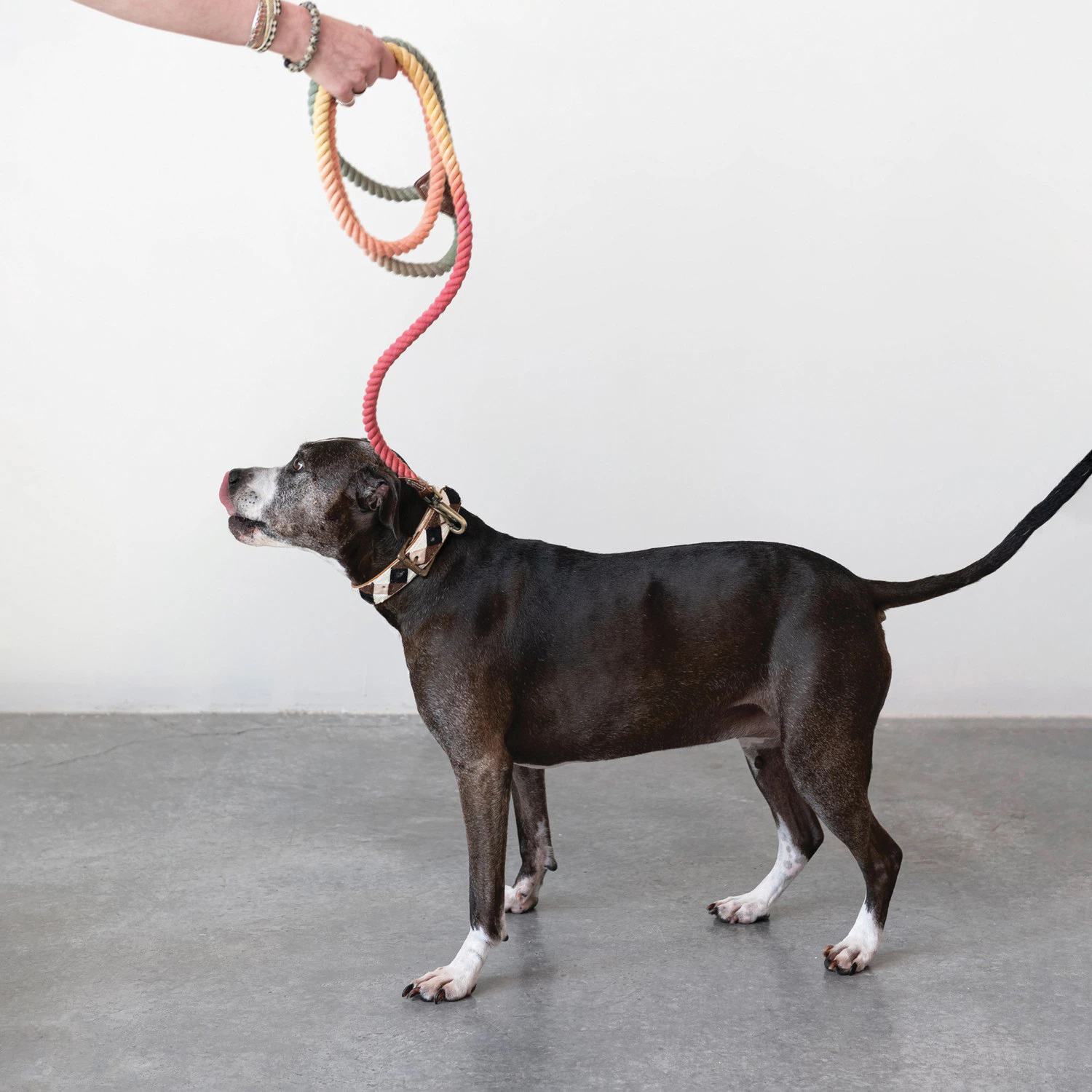 Creative Co-Op Bits and Bobs Series DF7507A Dog Leash With Clasp, 60 in L, Cotton/Leather, Multi-Color - 3