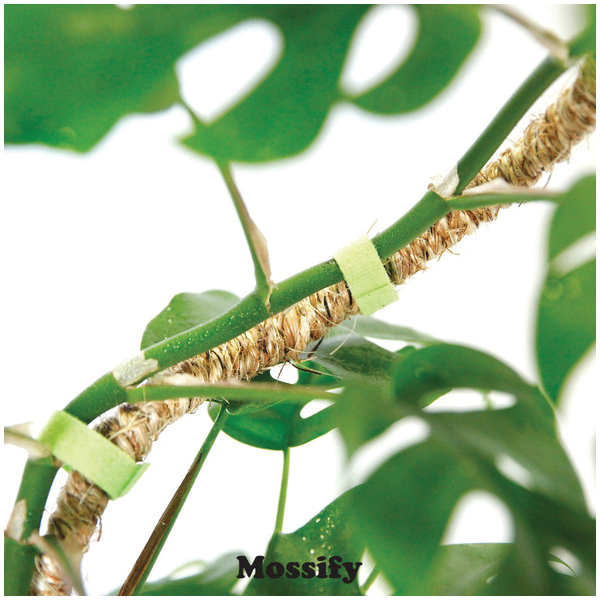 Bendable Plant Pole, Mossify, Coir/Steel - 3