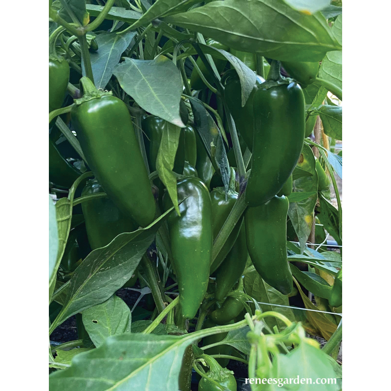 Vegetable Seed, Renee's Garden, Early Jalapeno Chile, 150 mg - 2
