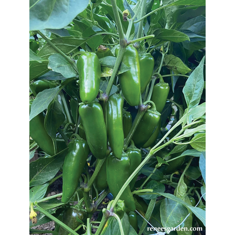 Vegetable Seed, Renee's Garden, Early Jalapeno Chile, 150 mg - 3