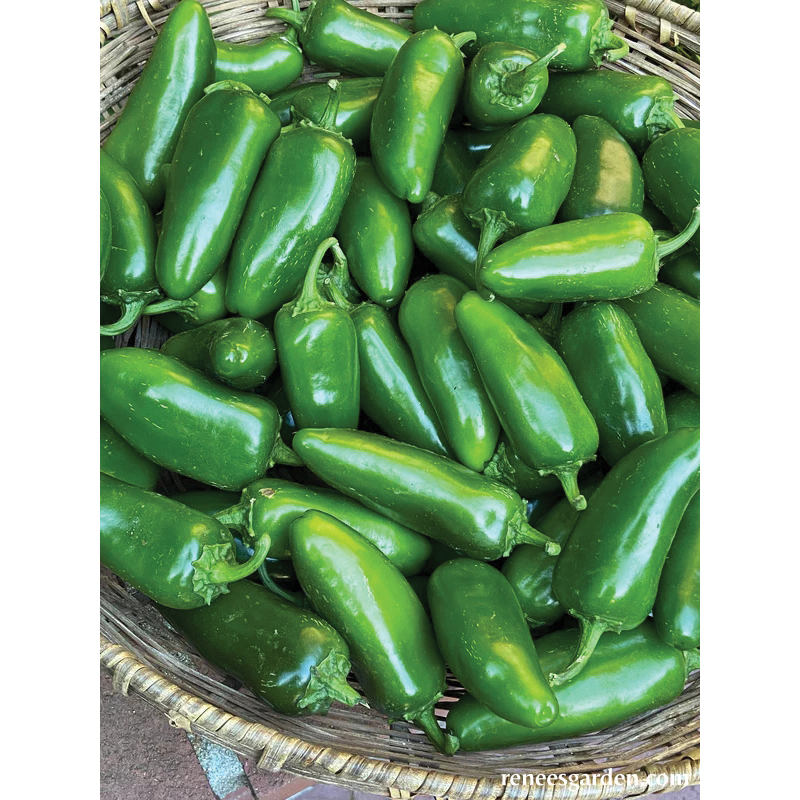 Vegetable Seed, Renee's Garden, Early Jalapeno Chile, 150 mg - 4