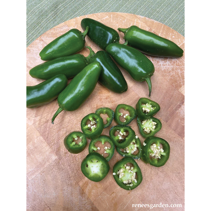 Vegetable Seed, Renee's Garden, Early Jalapeno Chile, 150 mg - 5